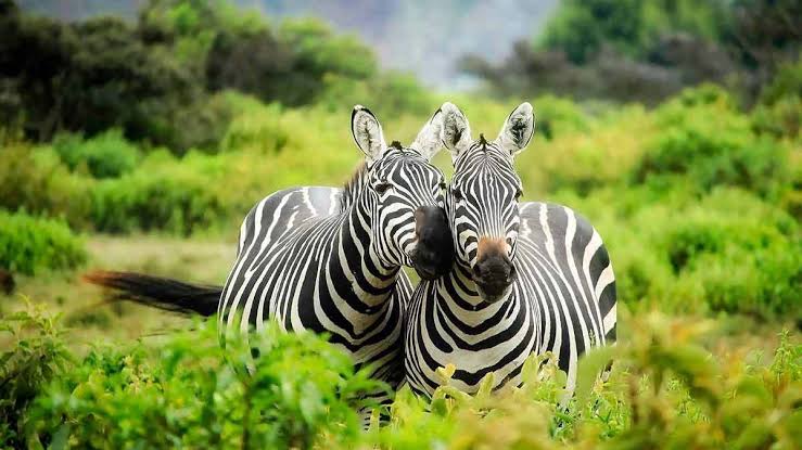 Gorilla trekking in Rwanda